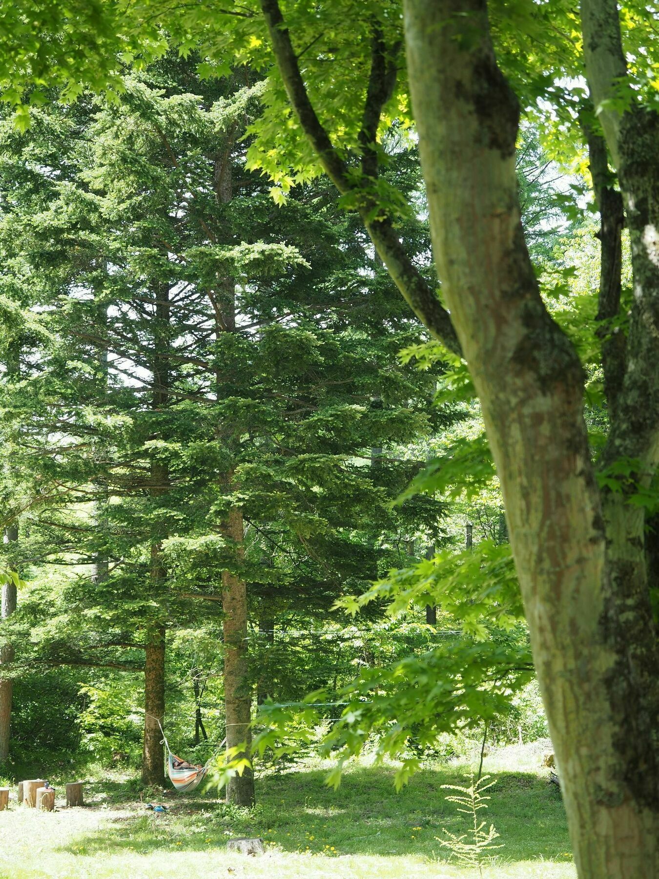 Koya Backpackers Hotel Karuizawa Eksteriør billede